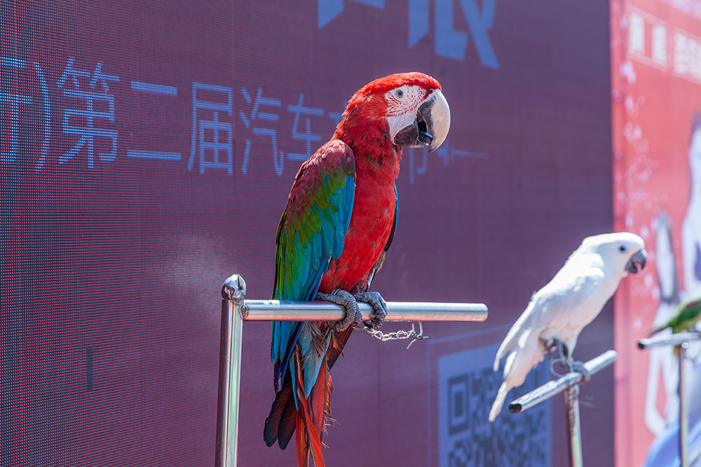 【車(chē)展第一天】遇到那個(gè)TA，放棄蘋(píng)果8......