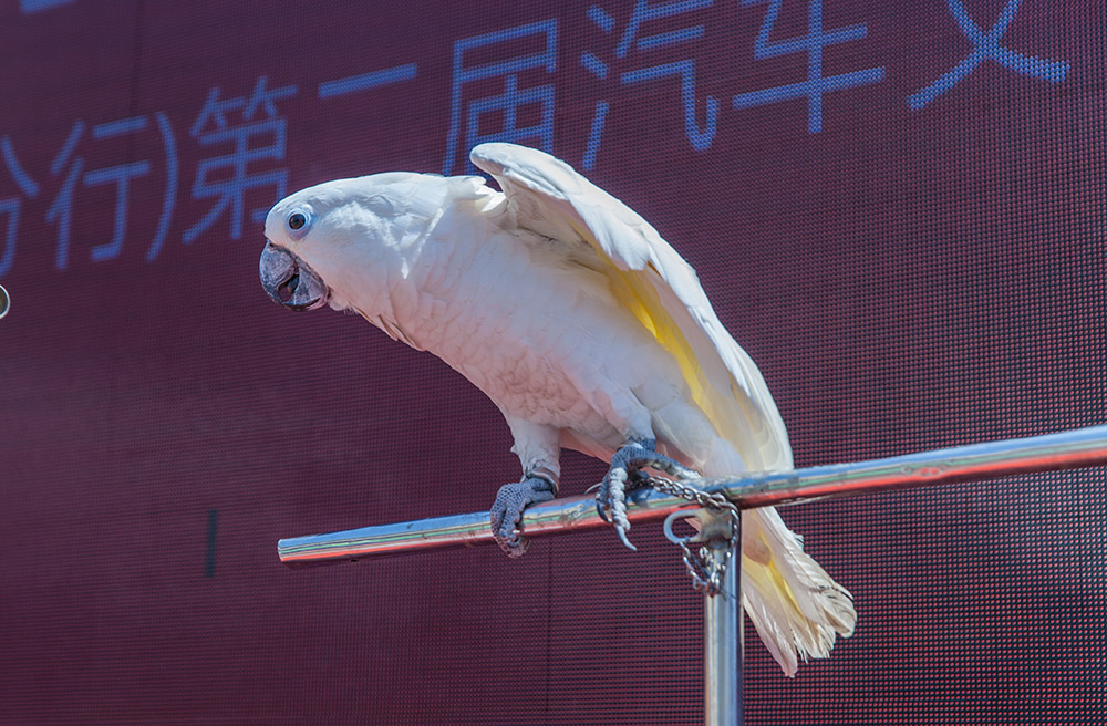 【車(chē)展第一天】遇到那個(gè)TA，放棄蘋(píng)果8......