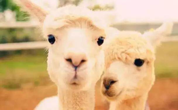  【915-918邵陽秋季車展倒計時3天】男人車展看美女，女人車展看什么？